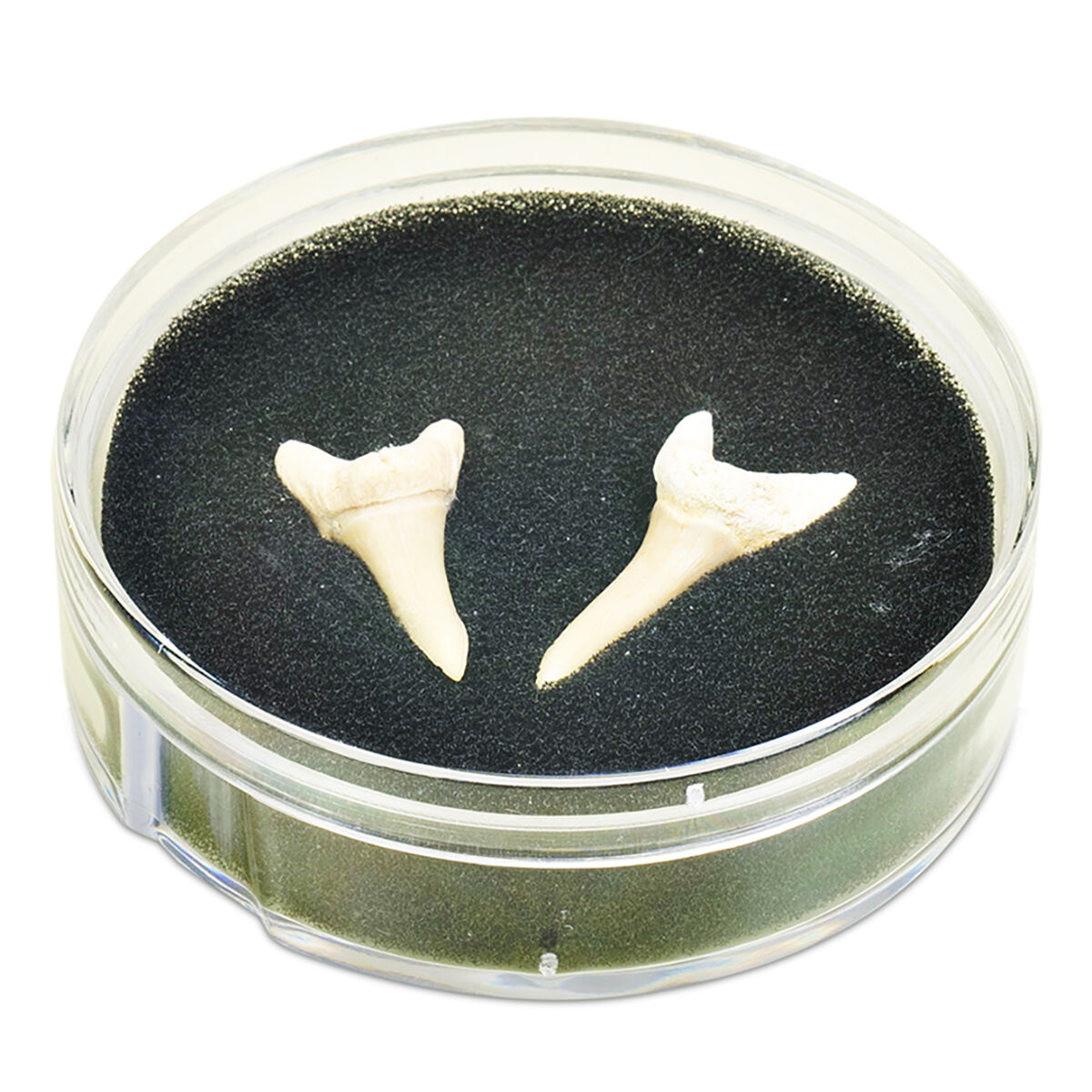 Thumbnail 2 Greatest of All Time Sharks 