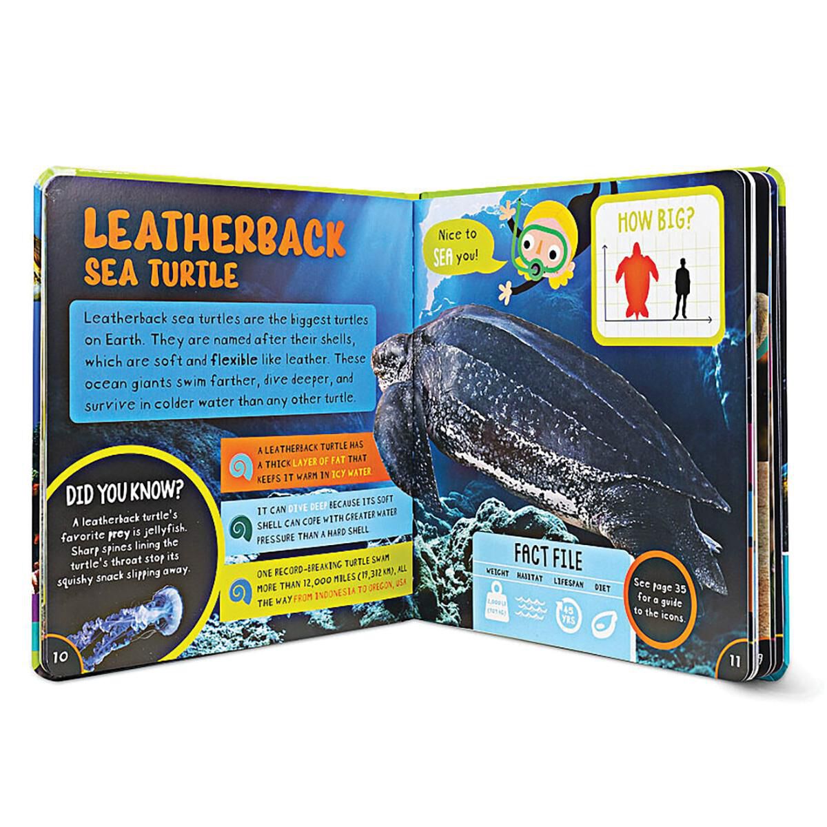 Thumbnail 2 Amazing Turtles 