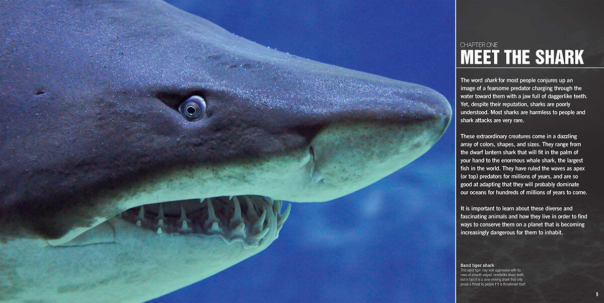 Thumbnail 3World of Sharks