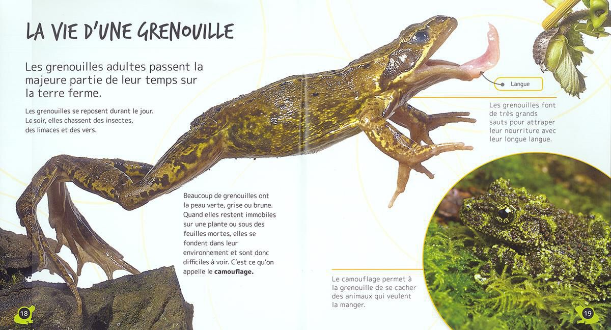 Cycle de vie : Le têtard et la grenouille | Scholastic Canada Clubs de