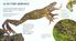 Thumbnail 2 Cycle de vie : Le têtard et la grenouille 
