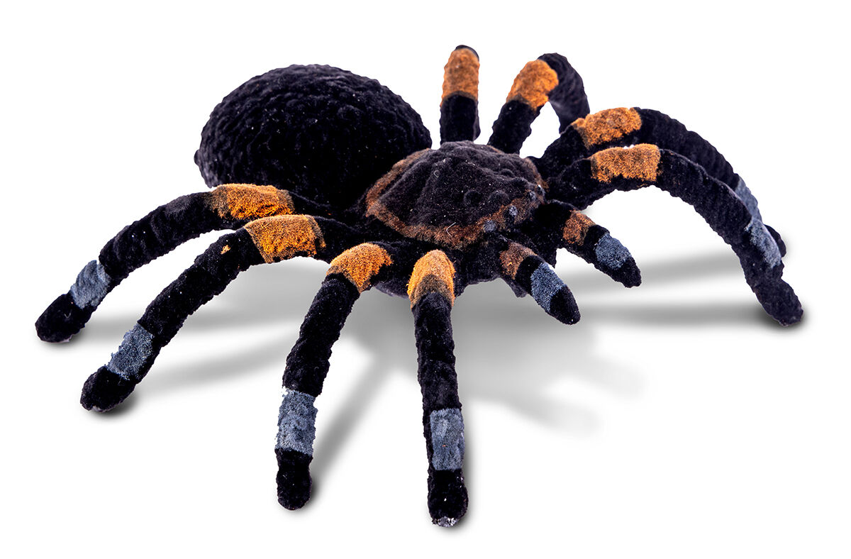 Thumbnail 5 Tarantulas! And Other Spiders 