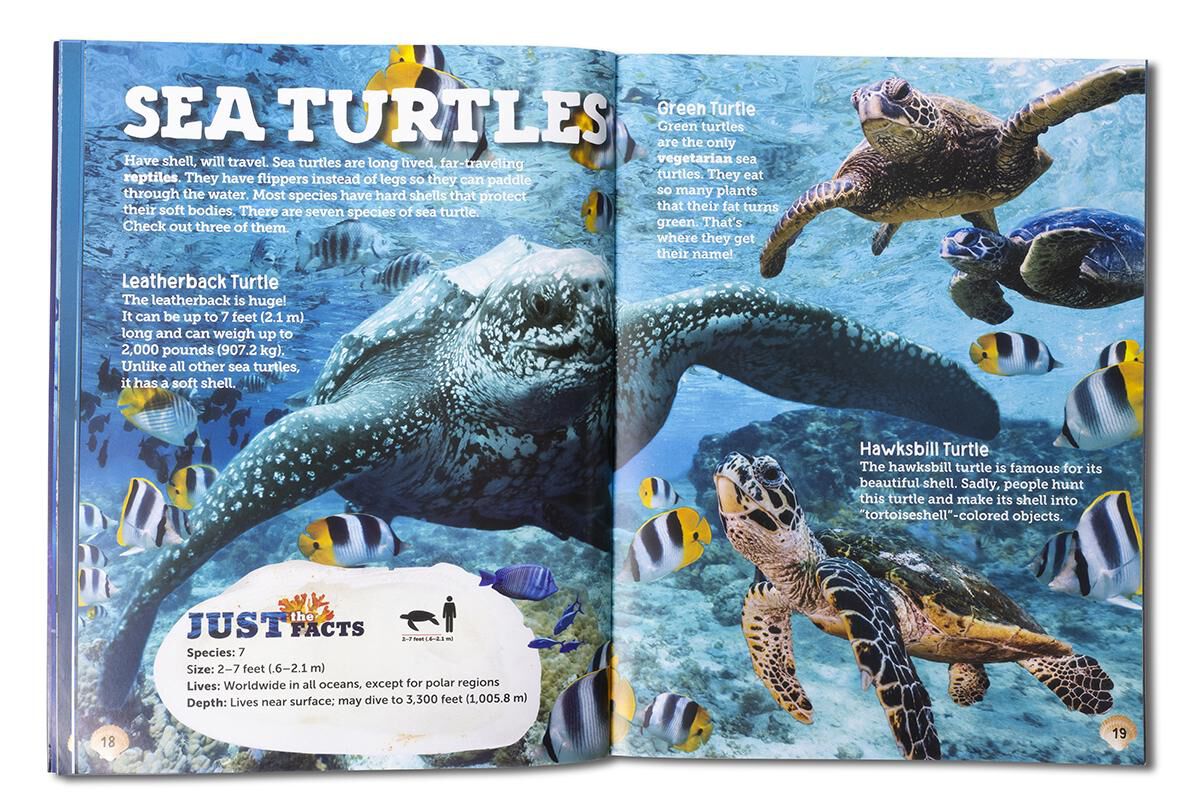 Thumbnail 4 Dig and Discover: Oceans 