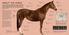 Thumbnail 5 Horses