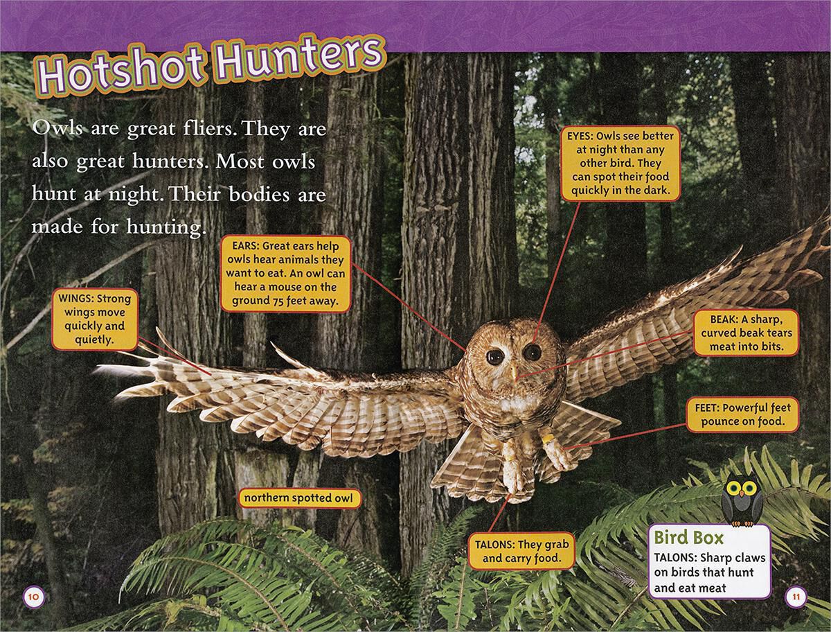 Thumbnail 2 National Geographic Kids: Owls 