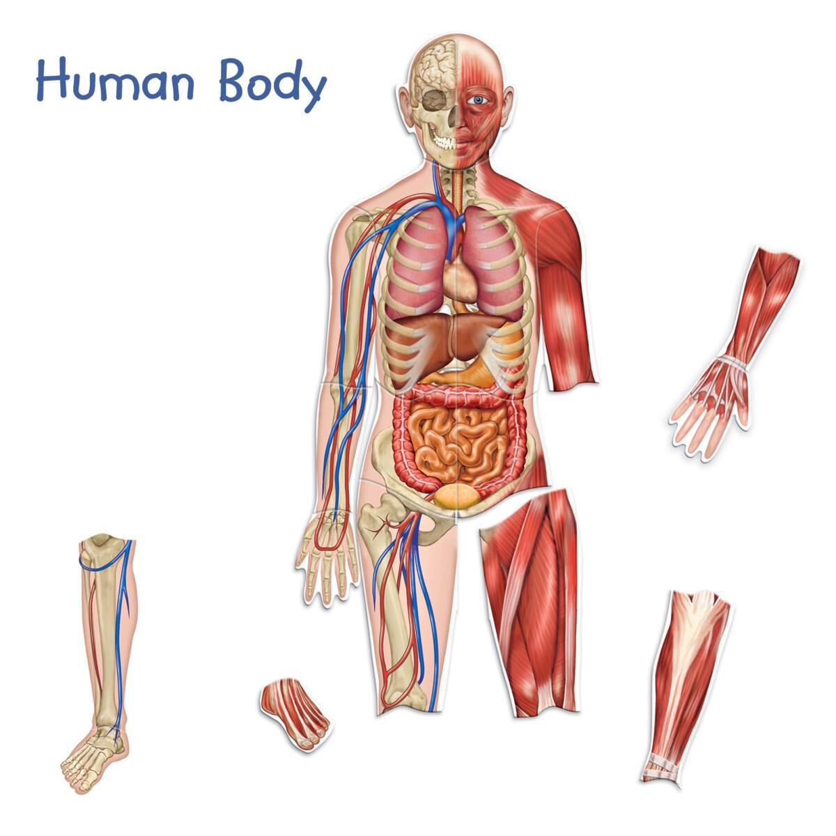 Thumbnail 2 Double-Sided Magnetic Human Body 