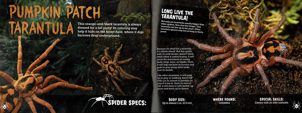Thumbnail 4Tarantulas! And Other Spiders