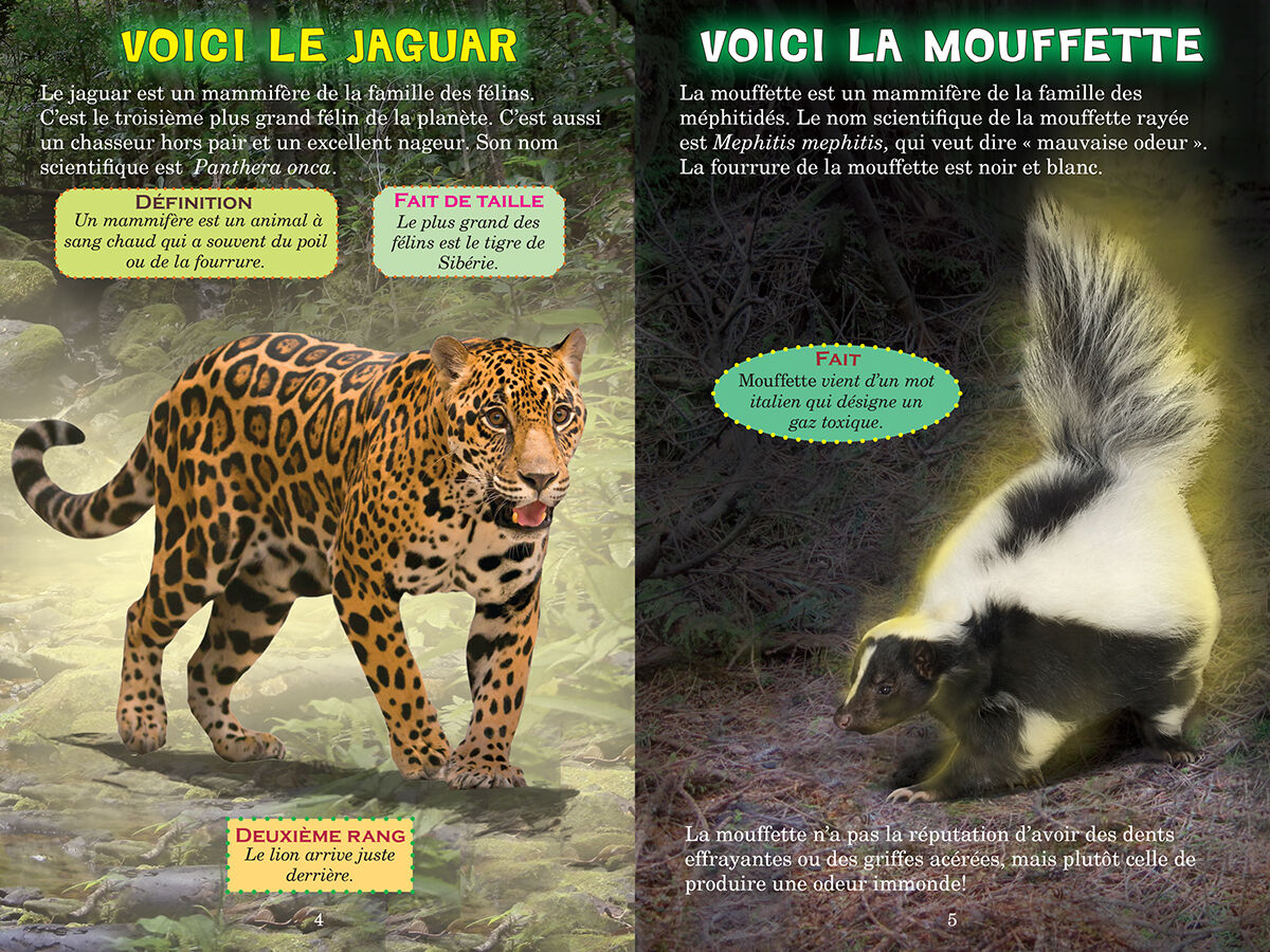 Thumbnail 2Qui va gagner ? Le jaguar ou la mouffette?