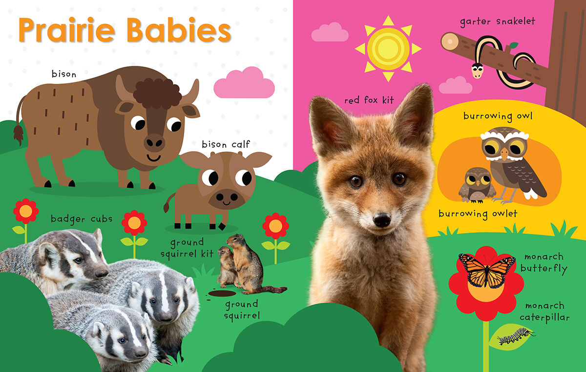 Thumbnail 4 My First Canadian Baby Animals 