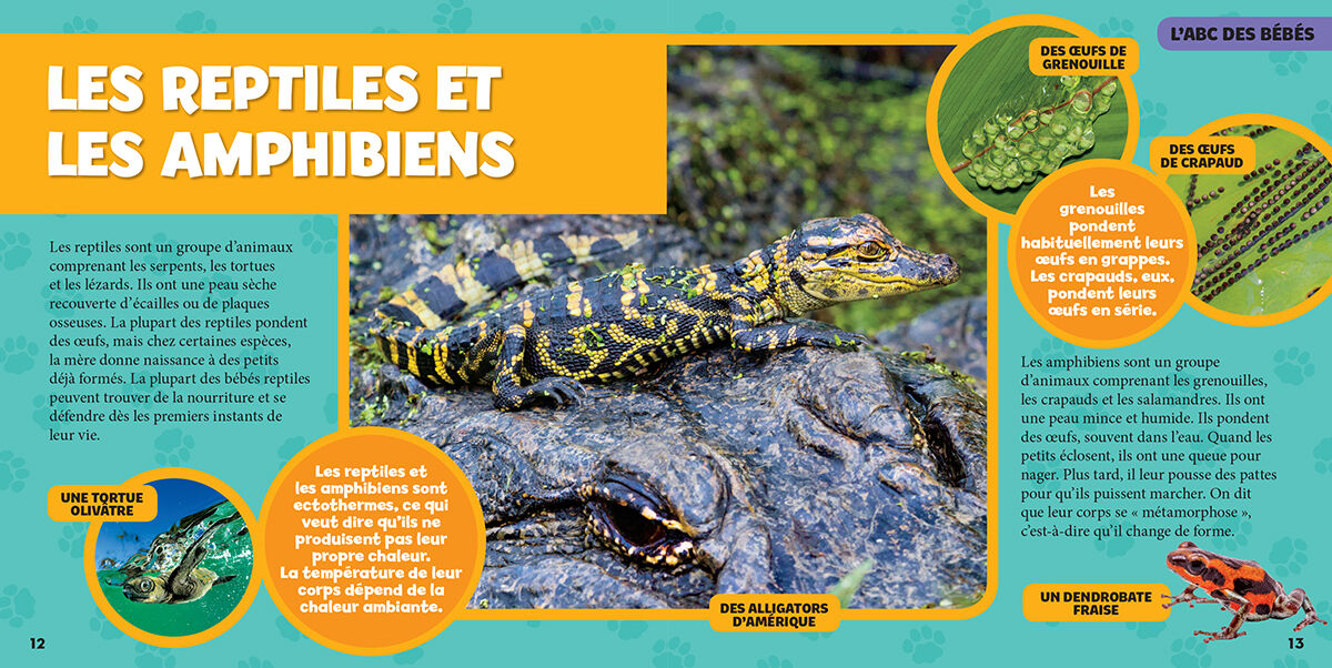 Thumbnail 3 National Geographic Kids: Mon grand livre de b&eacute;b&eacute;s animaux 
