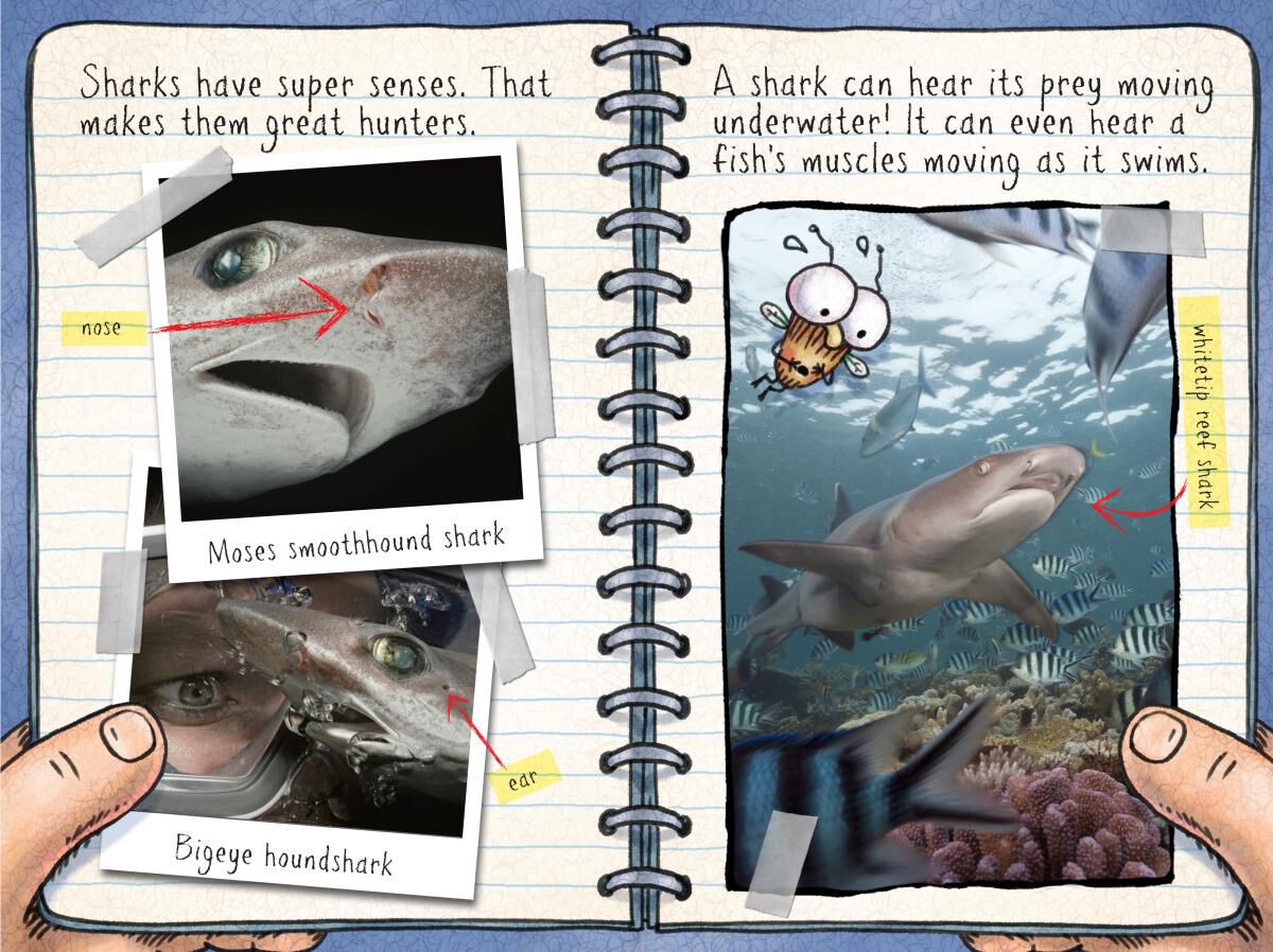 Thumbnail 3 Fly Guy Presents 3-Pack 