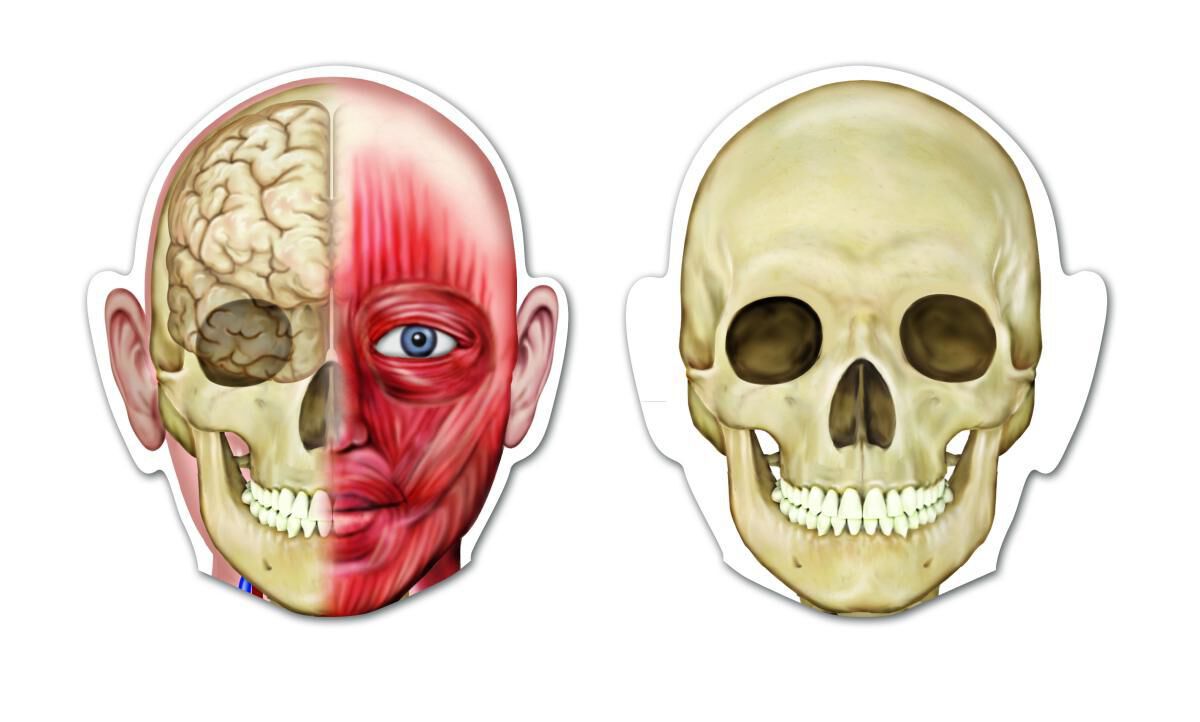 Thumbnail 3 Double-Sided Magnetic Human Body 
