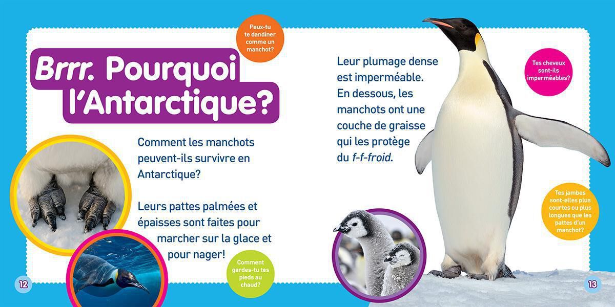 Thumbnail 3 Ensemble Nat Geo : Les manchots 