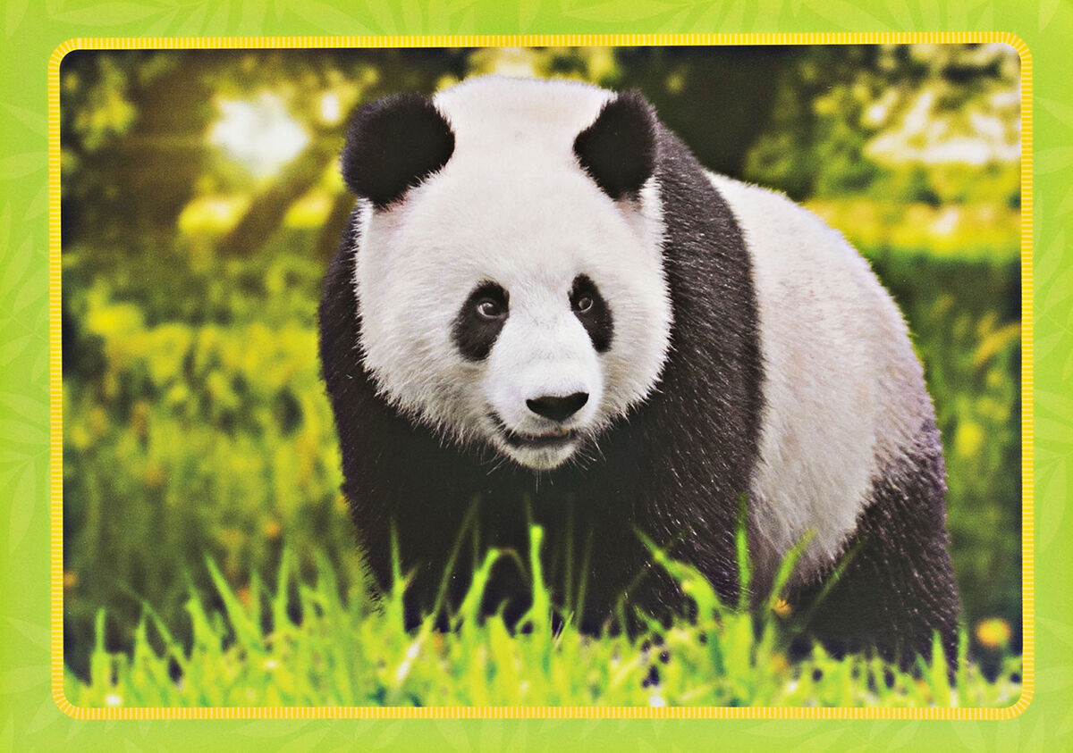 Thumbnail 5 Adopt a Panda Kit 