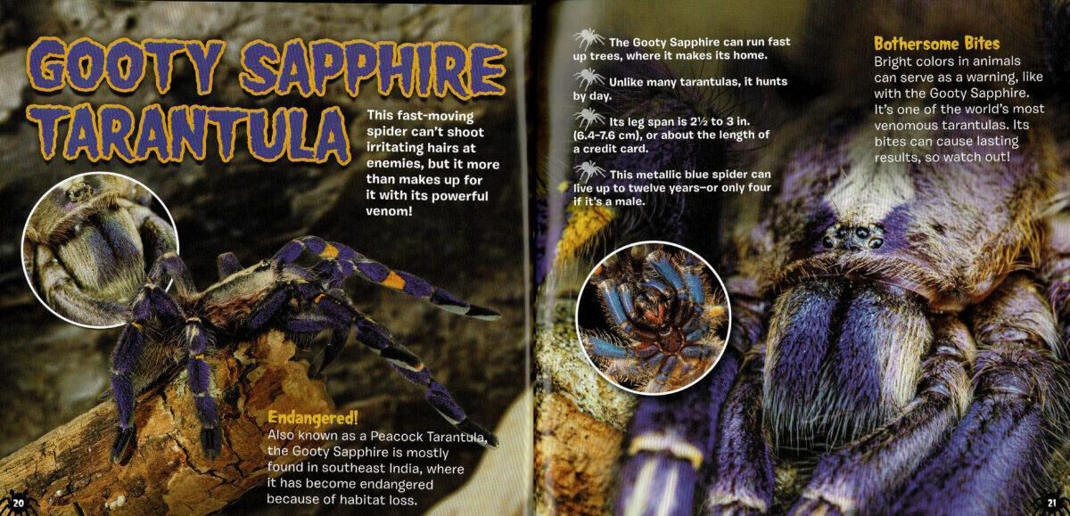 Thumbnail 5Tarantulas!
