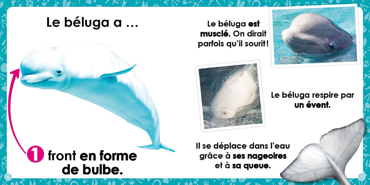 Thumbnail 3Mon Louloudoc : Les b&eacute;lugas