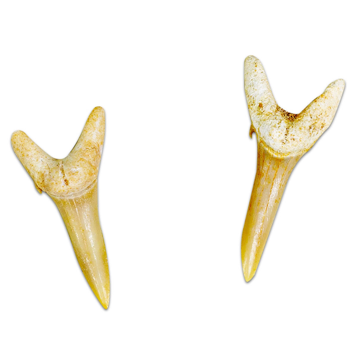 Thumbnail 3 Greatest of All Time Sharks 