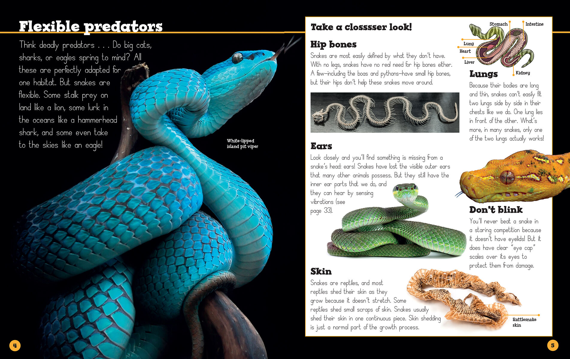Thumbnail 2Snakes are Awesome with Rubber Snake