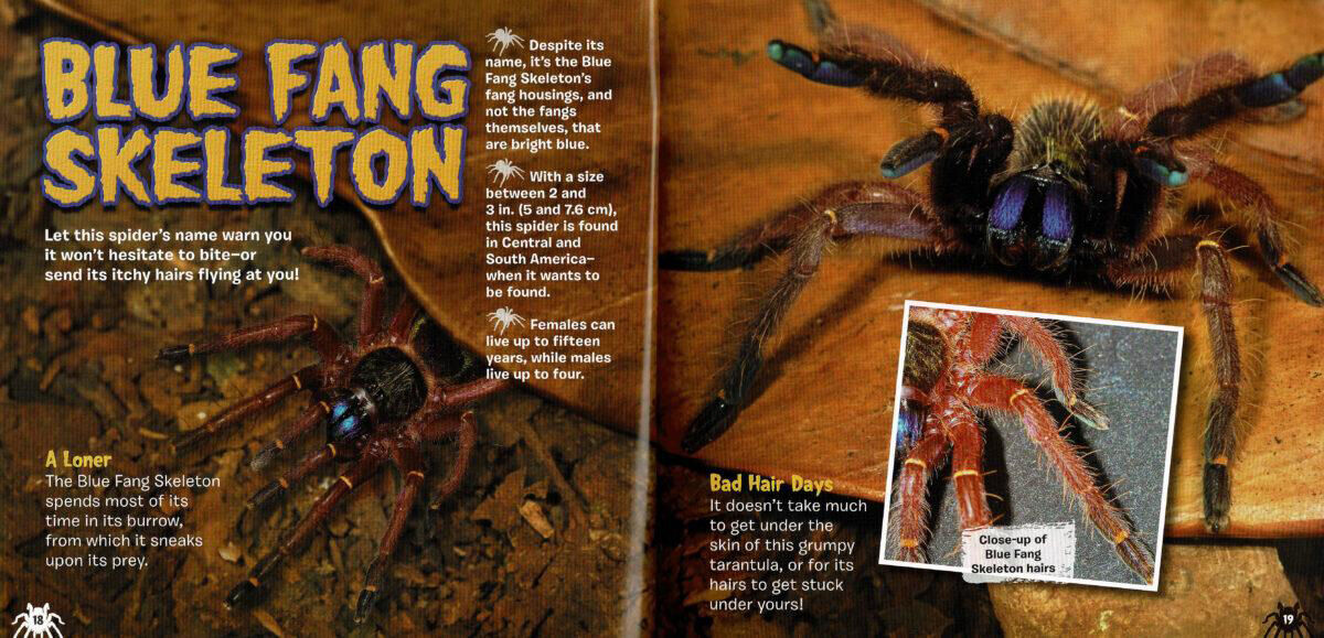 Thumbnail 4 Tarantulas! 