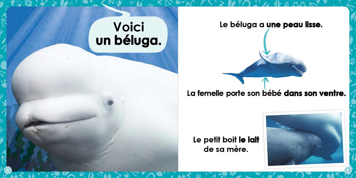 Thumbnail 2Mon Louloudoc : Les b&eacute;lugas