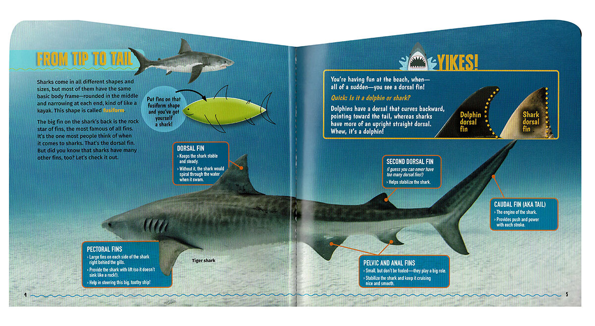 Thumbnail 2 Sharks! Up Close 