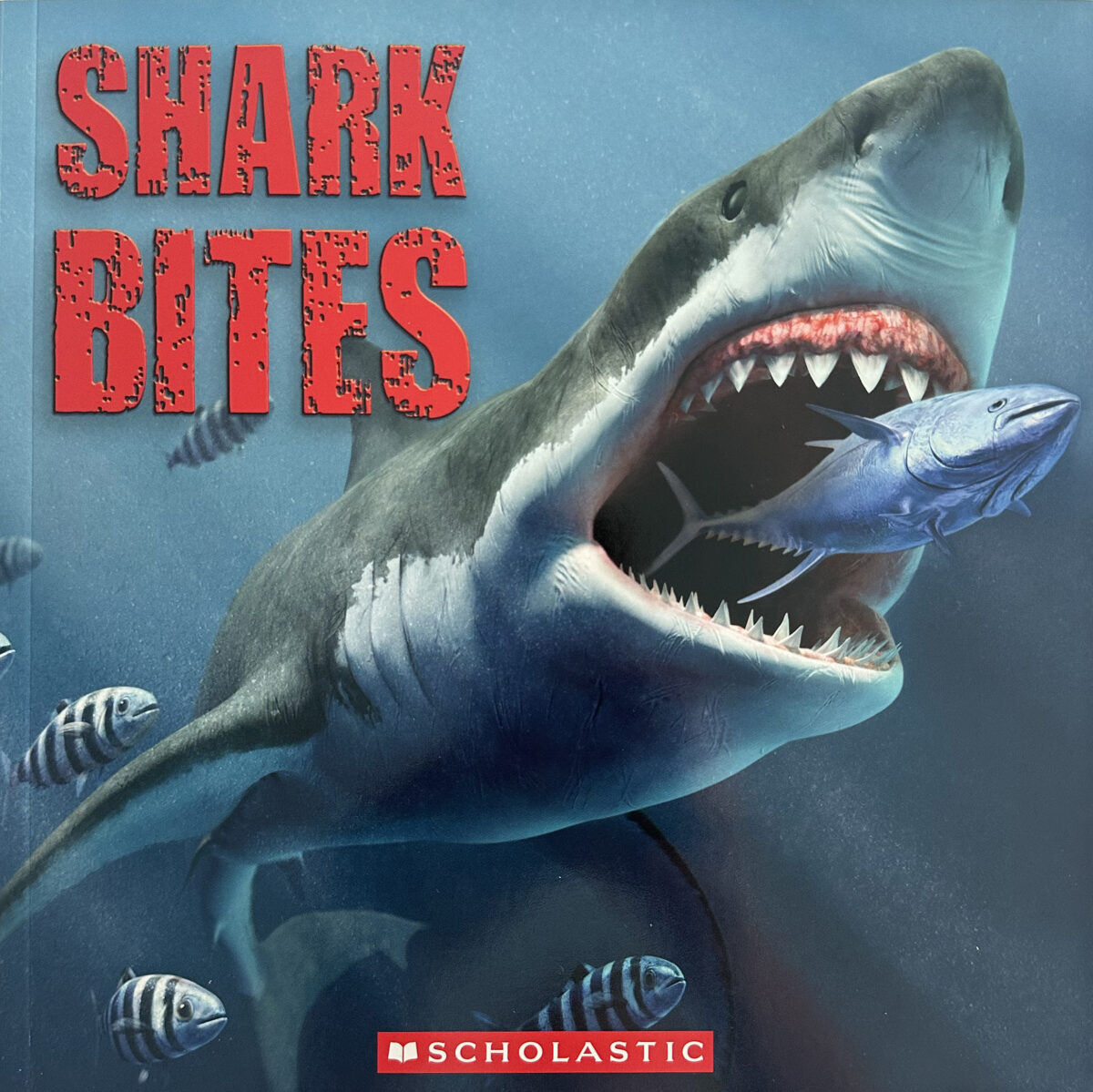 Thumbnail 3Bites 4-Pack