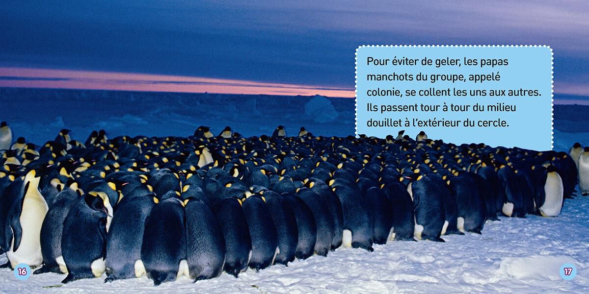 Thumbnail 5 Ensemble Nat Geo : Les manchots 