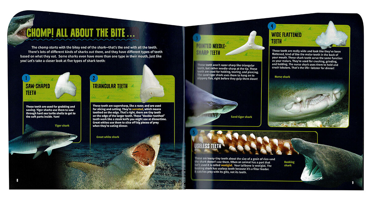 Thumbnail 3 Sharks! Up Close 