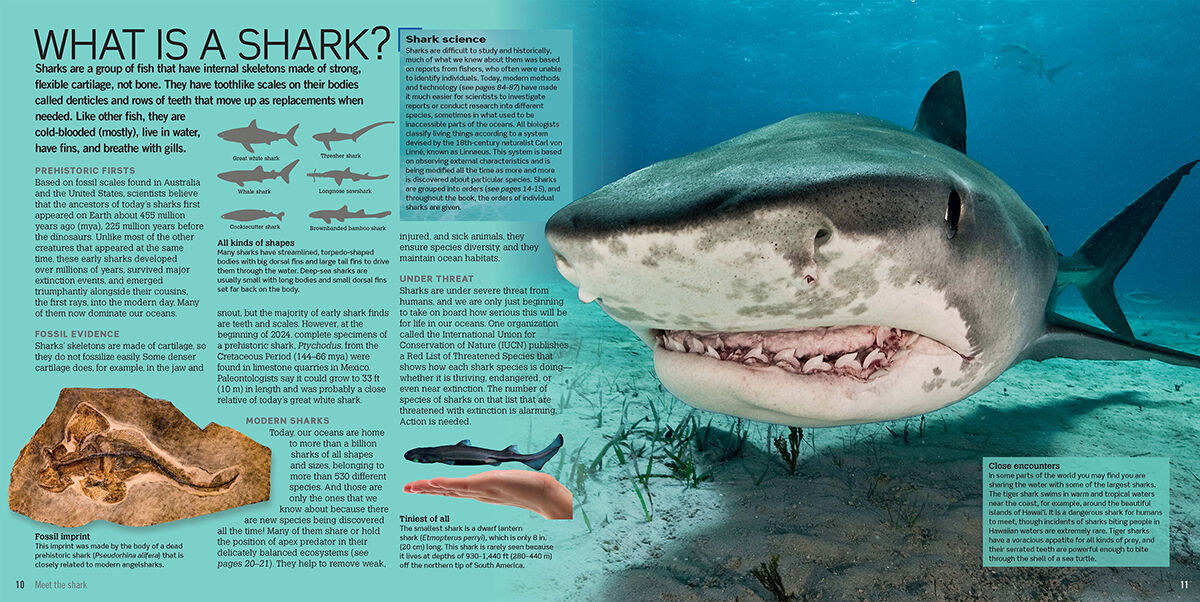 Thumbnail 4World of Sharks