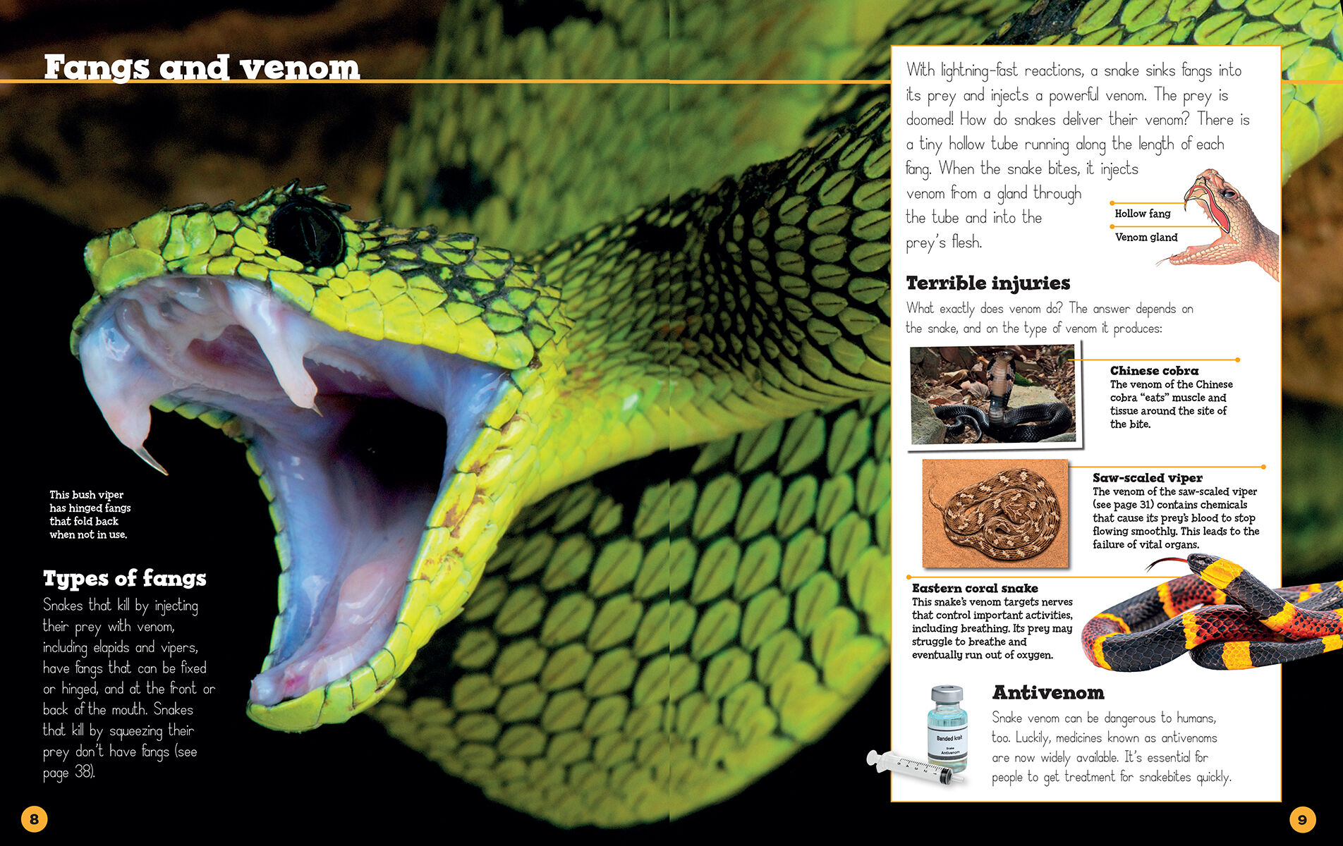 Thumbnail 4Snakes are Awesome with Rubber Snake