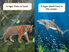 Thumbnail 4 What Would You Rather Be?: A Tiger or a Tiger Shark