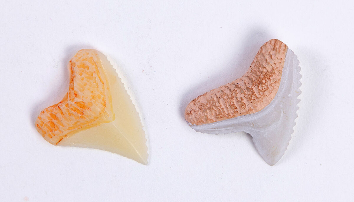 Thumbnail 2Bite Into Sharks! with Replica Teeth
