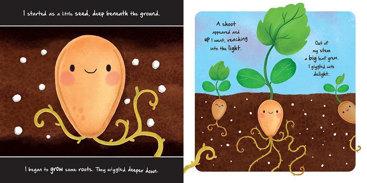 Thumbnail 5 Pumpkin and Acorn Lifecycle 2-Pack 