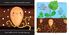 Thumbnail 5 Pumpkin and Acorn Lifecycle 2-Pack