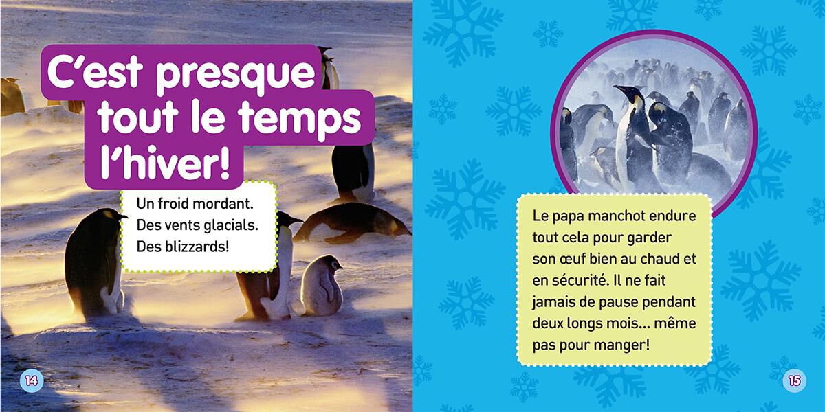 Thumbnail 4 Ensemble Nat Geo : Les manchots 