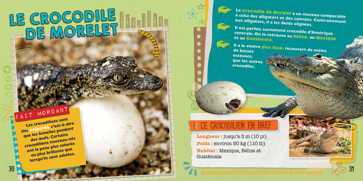 Thumbnail 3Alligators, crocodiles et autres reptiles : Des faits mordants