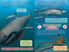 Thumbnail 2 Qui va gagner? Combat ultime des requins