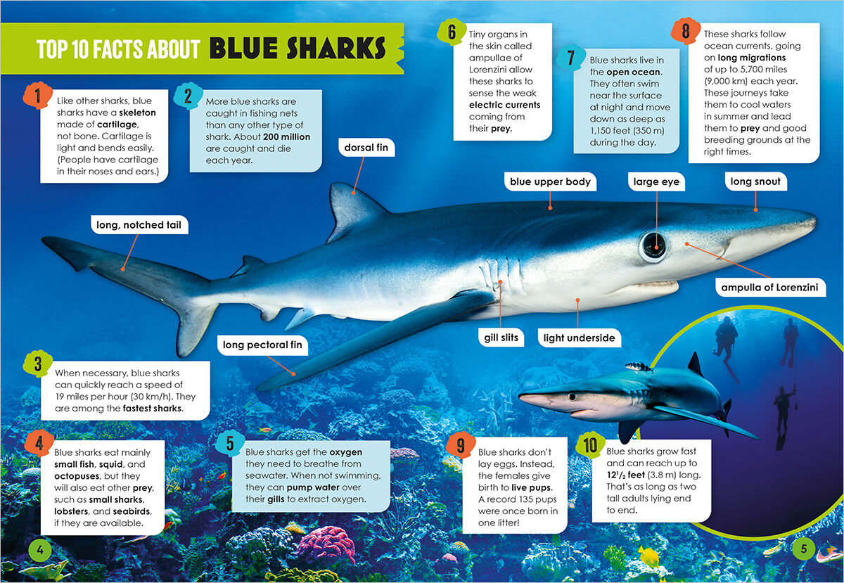 Thumbnail 2Ocean Skeleton Squishies