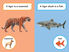 Thumbnail 2 What Would You Rather Be?: A Tiger or a Tiger Shark