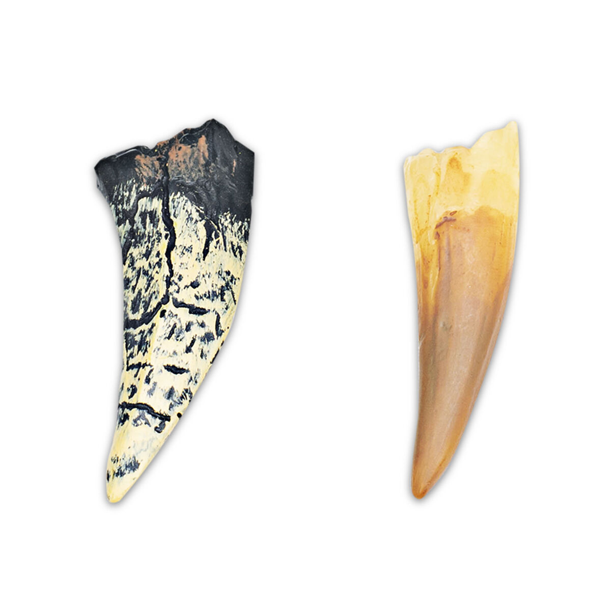 Thumbnail 3 Beast Mode: Dinosaurs! with Replica Teeth 