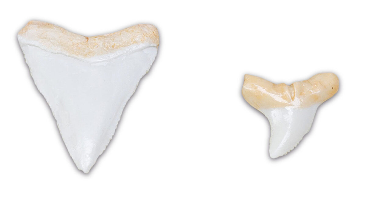 Thumbnail 3Shark Battles with Shark Teeth