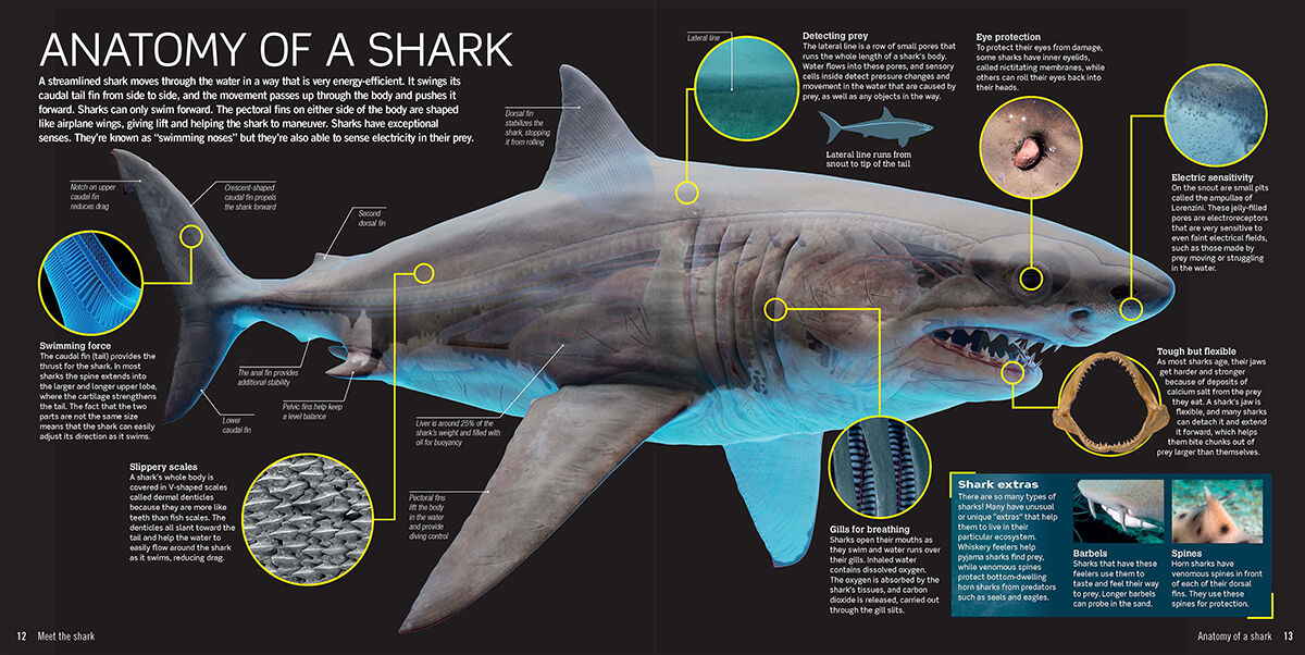 Thumbnail 5World of Sharks