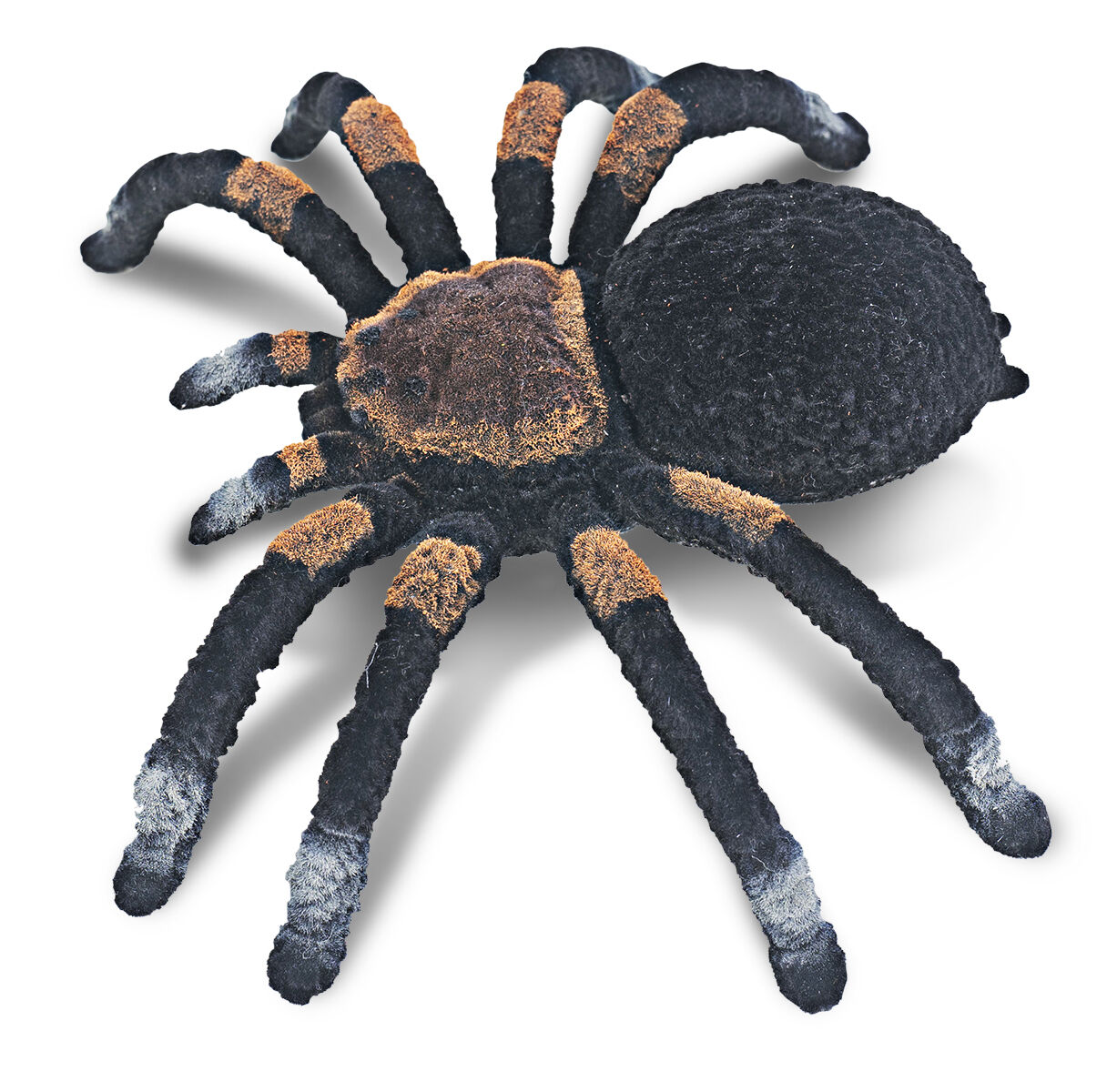 Thumbnail 2Life-Sized: Bugs and Spiders
