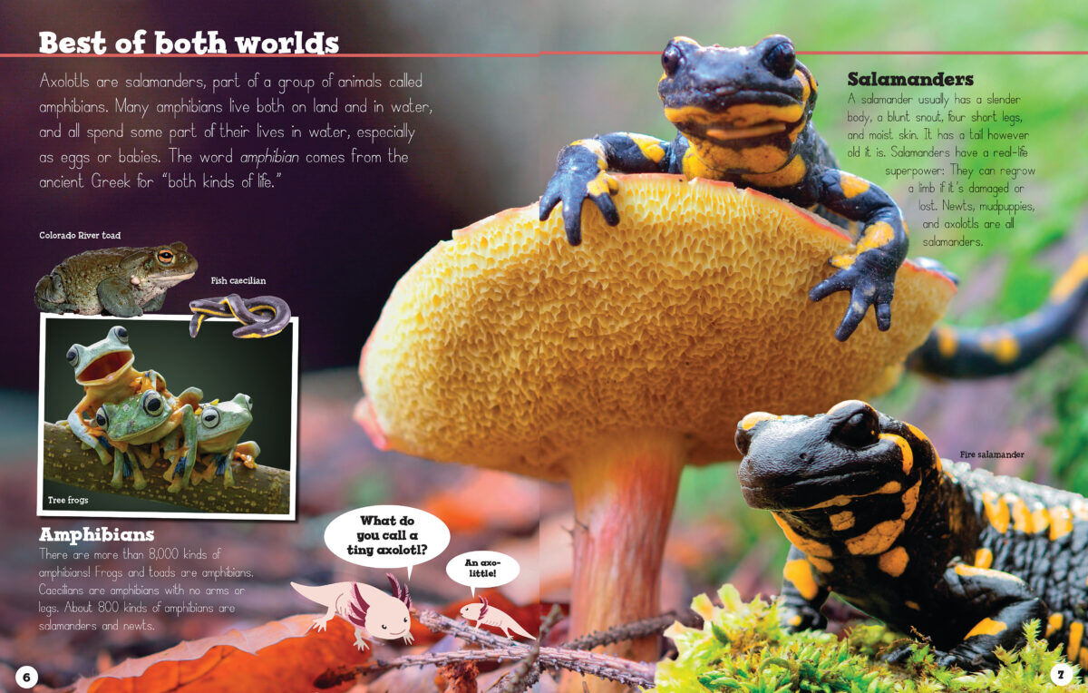 Thumbnail 3 Axolotls are Awesome 