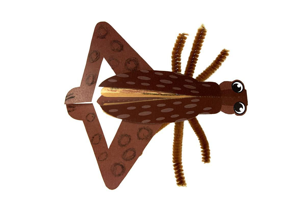 Thumbnail 5 Beautiful Bugs 