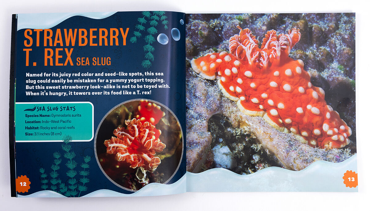 Thumbnail 2 Sea Bunnies: Discover an Underwater World of Colorful Creatures 