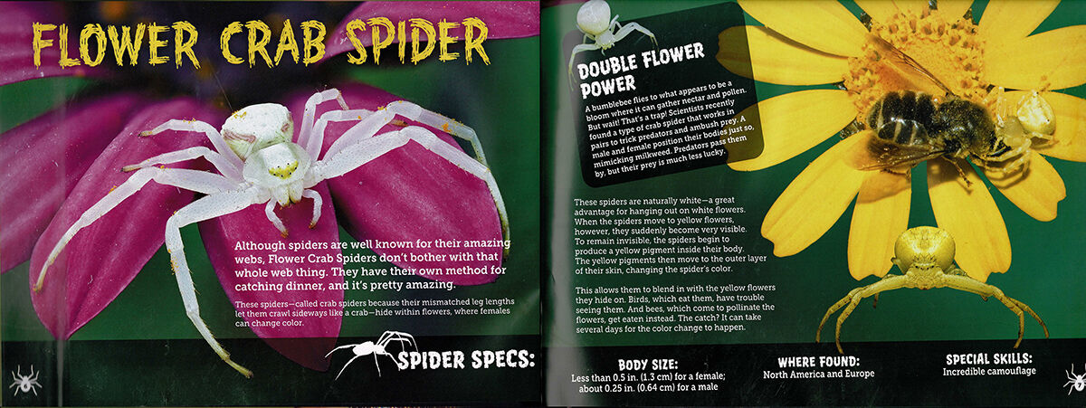 Thumbnail 3Tarantulas! And Other Spiders