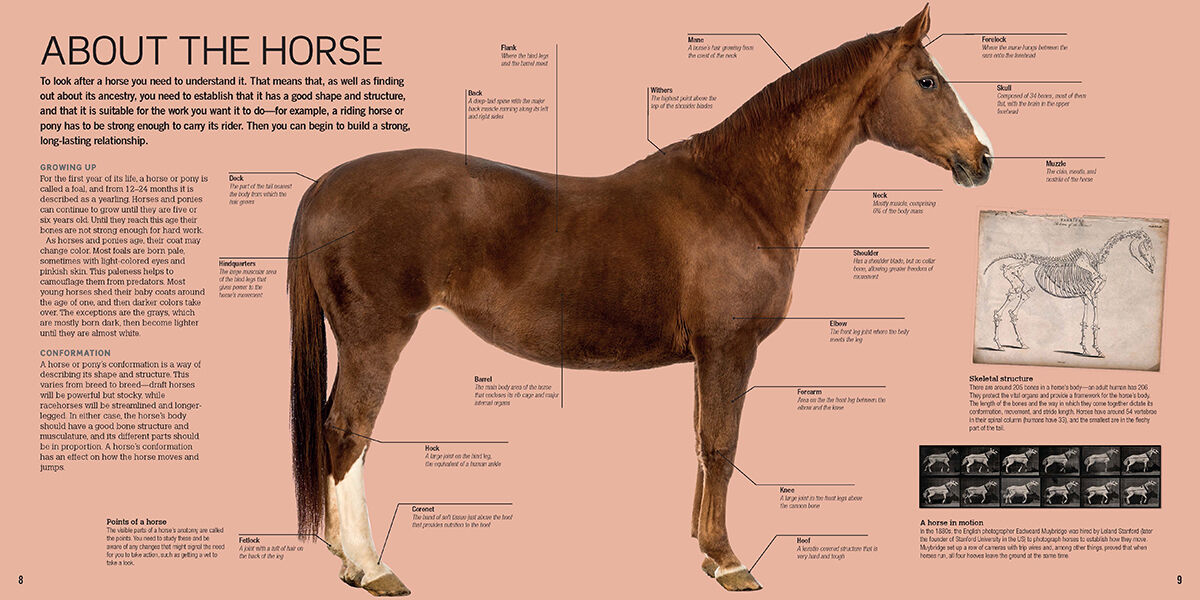 Thumbnail 5Horses