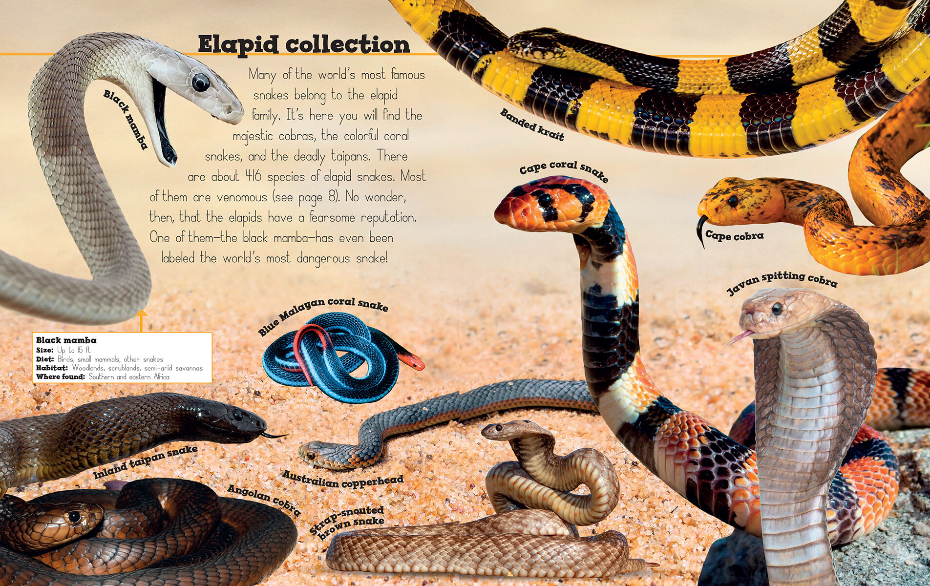 Thumbnail 3Snakes are Awesome with Rubber Snake