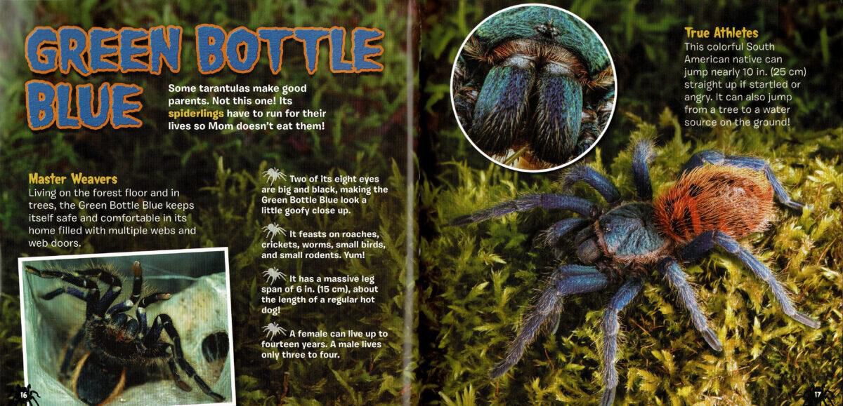 Thumbnail 3Tarantulas!